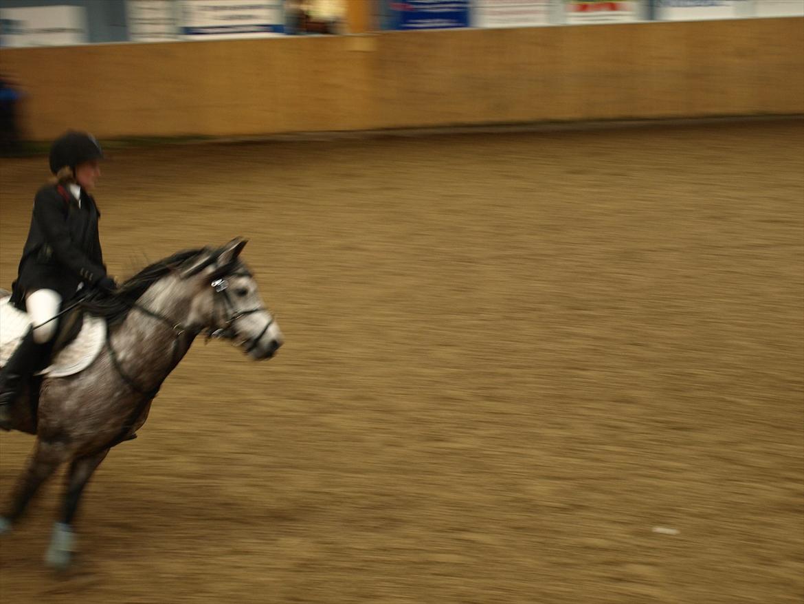 Welsh Pony (sec B) KlintHolms Sir Cliff billede 11