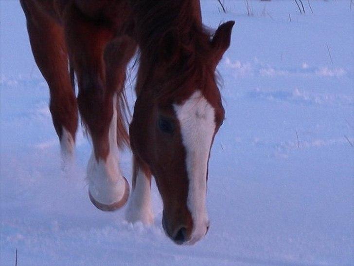 New Forest Snoepie (Lama) - - Team Skov billede 13