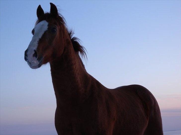 New Forest Snoepie (Lama) - - Team Skov billede 2