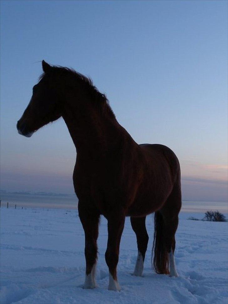 New Forest Snoepie (Lama) - - Team Skov billede 3