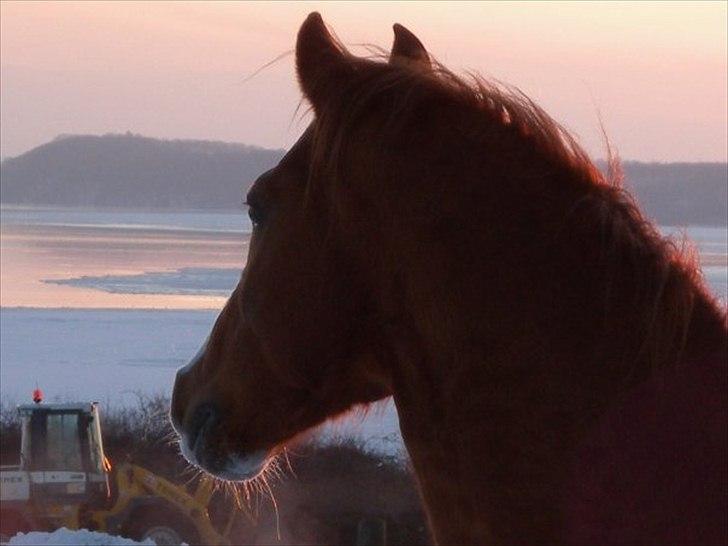 New Forest Snoepie (Lama) - - Team Skov billede 4