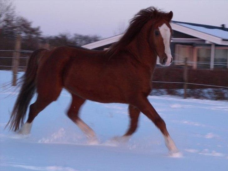 New Forest Snoepie (Lama) - - Team Skov billede 5