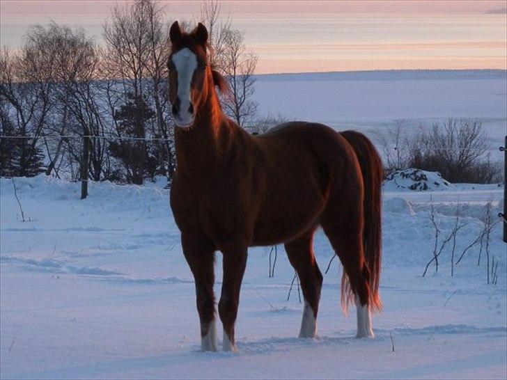 New Forest Snoepie (Lama) - - Team Skov billede 6