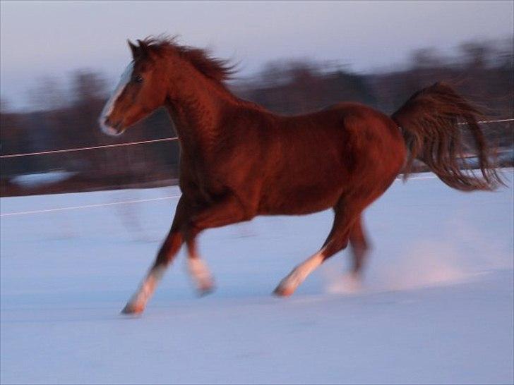 New Forest Snoepie (Lama) - - Team Skov billede 7