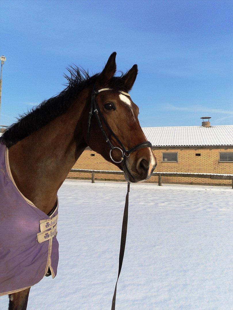Dansk Varmblod Sarup´s Aleeya RDH billede 20