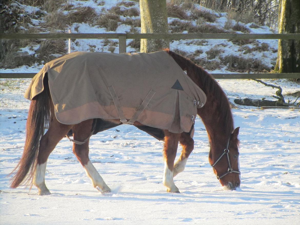 New Forest Snoepie (Lama) - - Team Skov billede 8