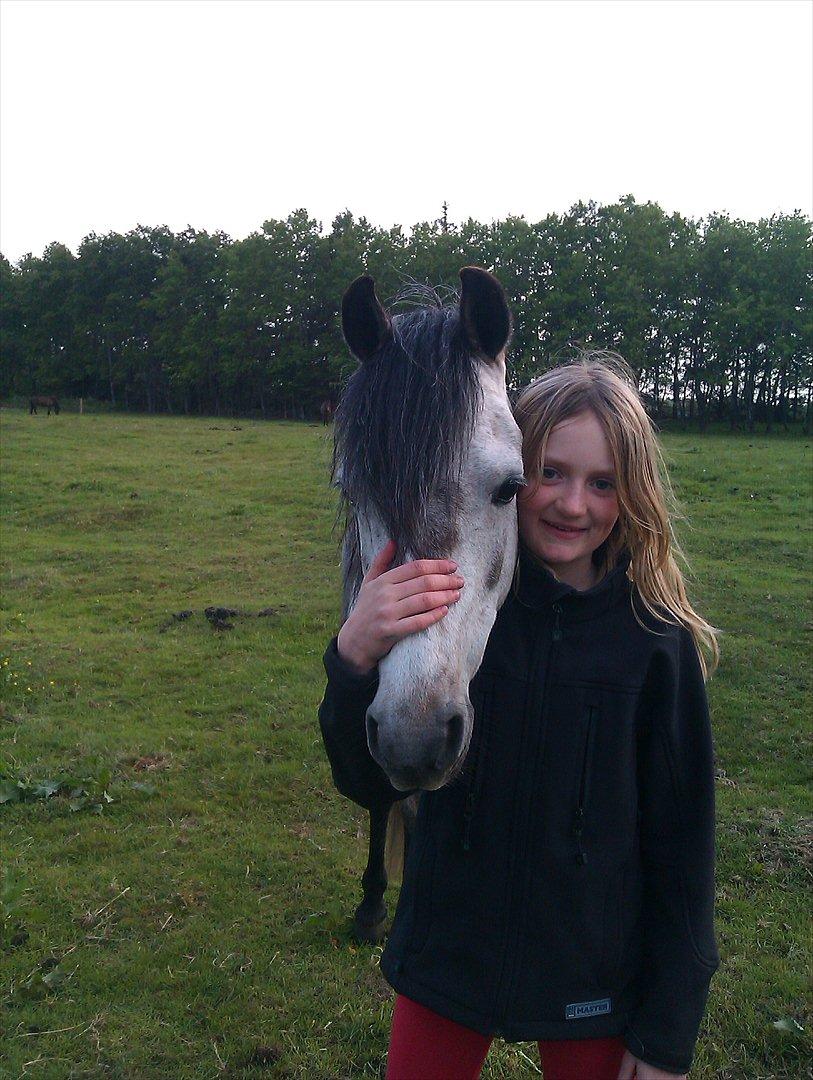 Welsh Pony (sec B) KlintHolms Sir Cliff billede 2