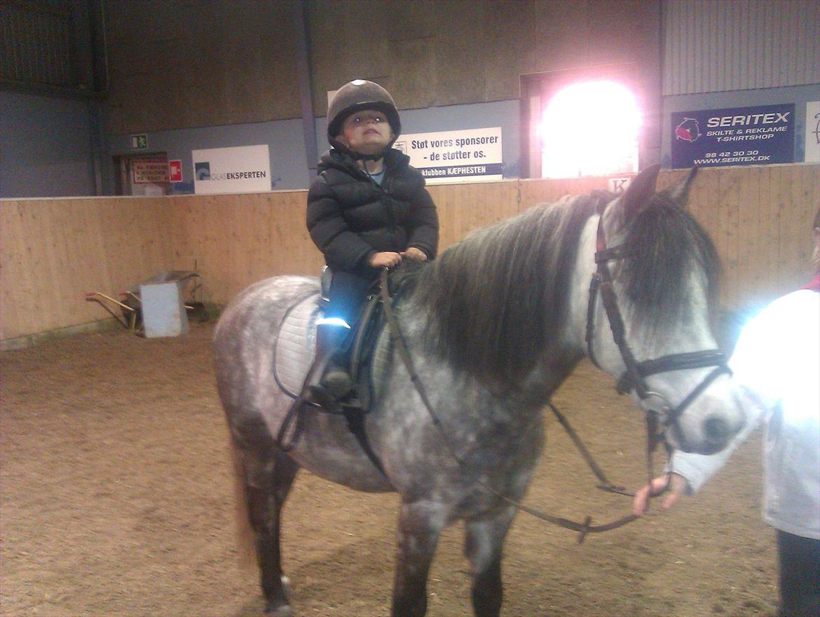 Welsh Pony (sec B) KlintHolms Sir Cliff billede 3