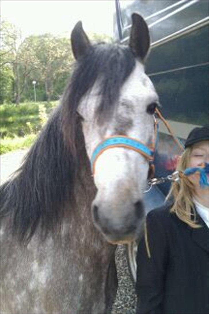 Welsh Pony (sec B) KlintHolms Sir Cliff billede 10