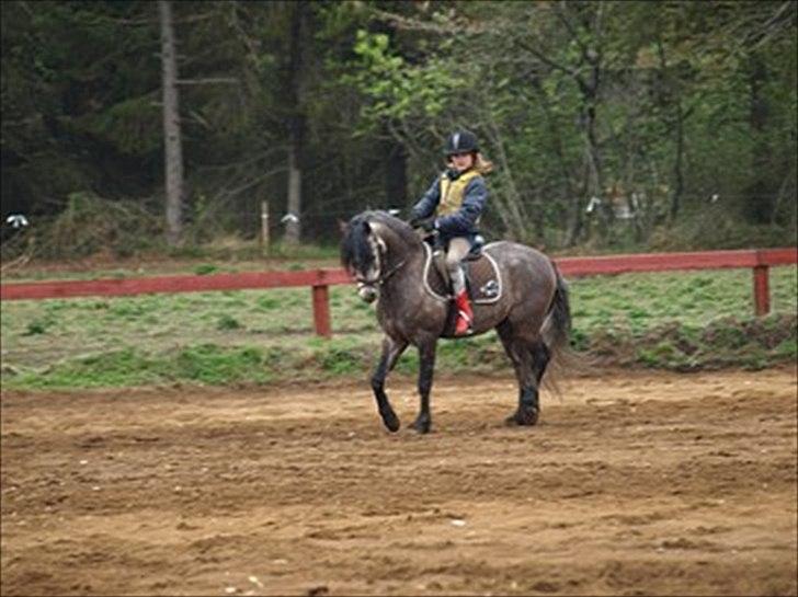 Welsh Pony (sec B) KlintHolms Sir Cliff billede 4