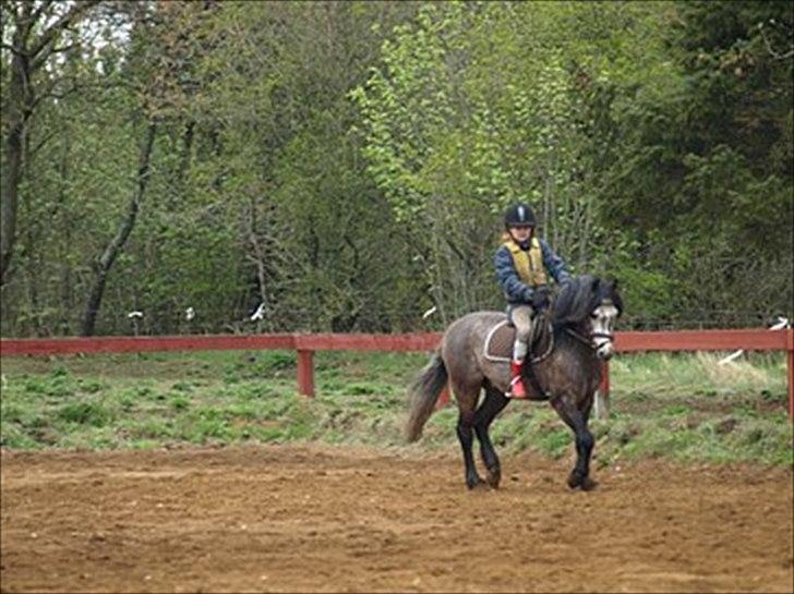 Welsh Pony (sec B) KlintHolms Sir Cliff billede 5