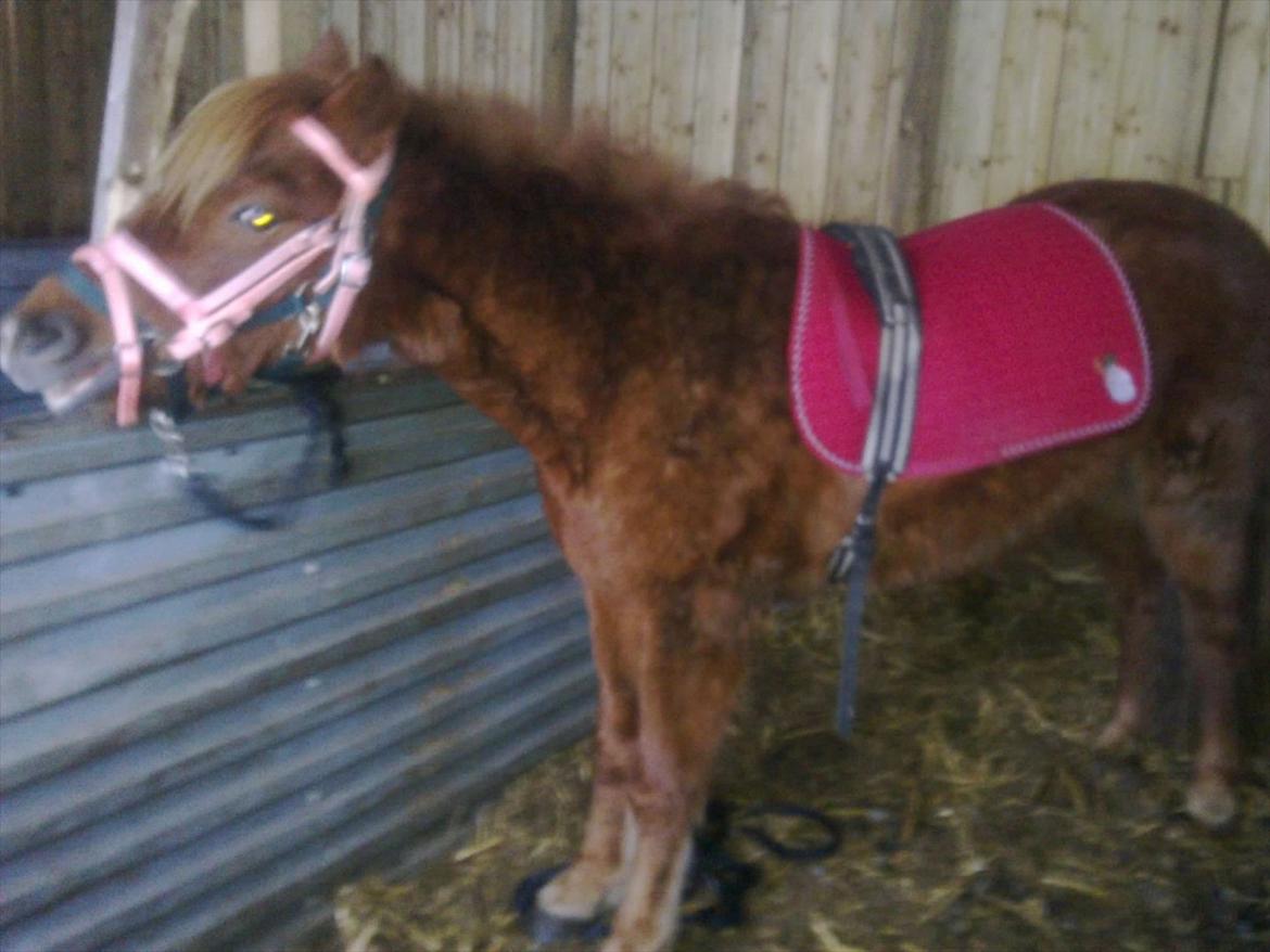 Anden særlig race Leika  billede 2