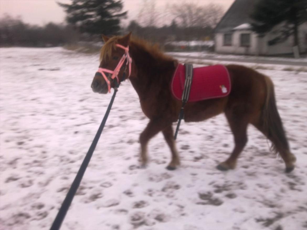 Anden særlig race Leika  billede 3