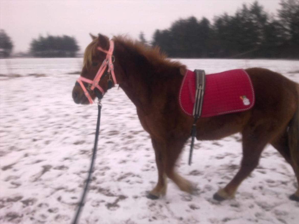 Anden særlig race Leika  billede 4