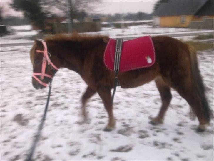 Anden særlig race Leika  billede 5