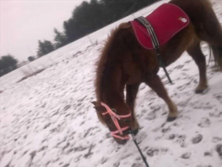 Anden særlig race Leika  billede 6