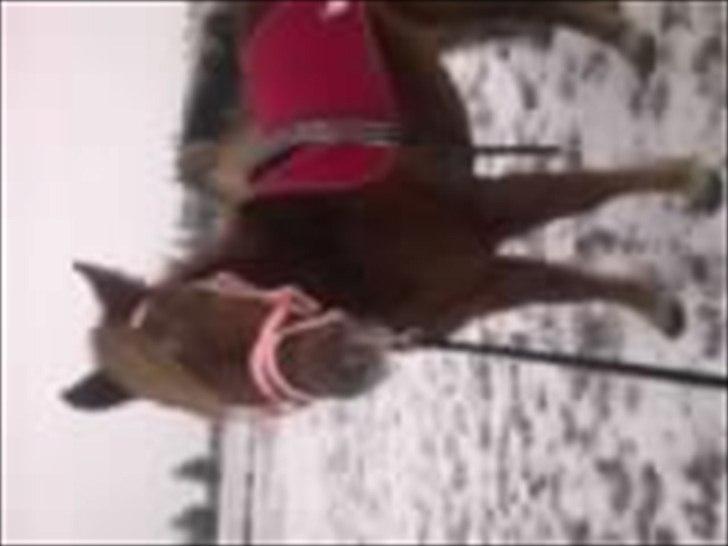 Anden særlig race Leika  billede 7