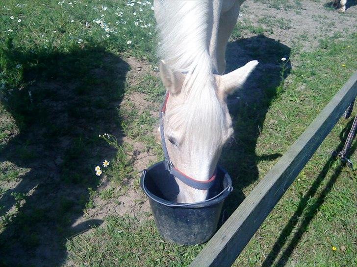 Anden særlig race Karla| Elevpony - Karla på sommerfold :-) billede 9