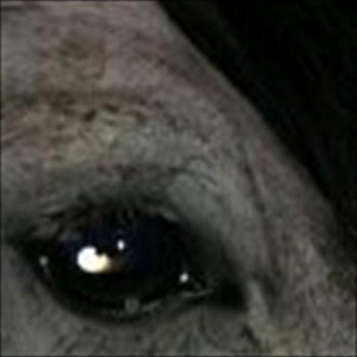 Welsh Pony (sec B) KlintHolms Sir Cliff billede 12