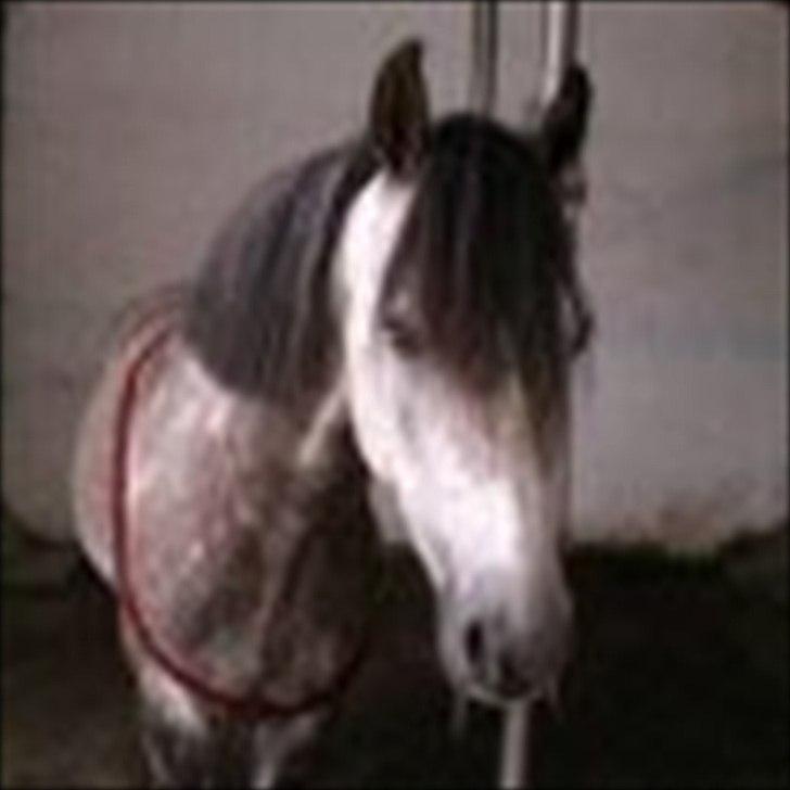 Welsh Pony (sec B) KlintHolms Sir Cliff billede 13