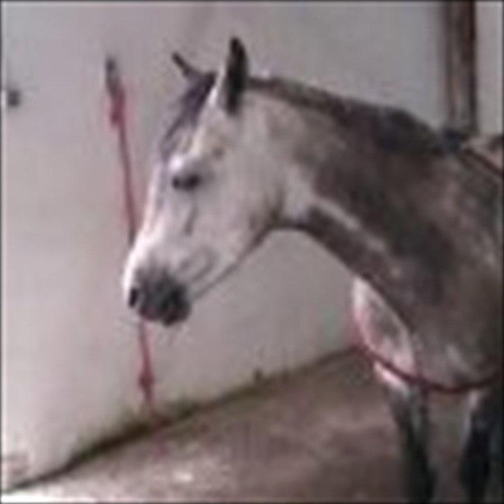 Welsh Pony (sec B) KlintHolms Sir Cliff billede 14