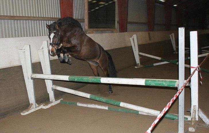Anden særlig race Birkemosens Jasmin - Min lille superspringer :')<3
90cm - Hun kom op på 1m, hvilket jeg er fuldt ud tilfreds med, da hun ikke har sprunget i ca 1½ måned!<3
D. 5/2-2012 billede 9