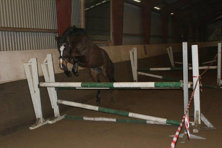 Anden særlig race Birkemosens Jasmin - ca 1m! :D<3
Min smukke pony<3
D. 5/2-2012 billede 18