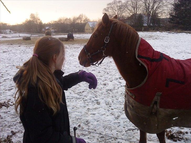 Anden særlig race Blundy billede 6