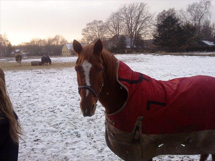 Anden særlig race Blundy billede 7