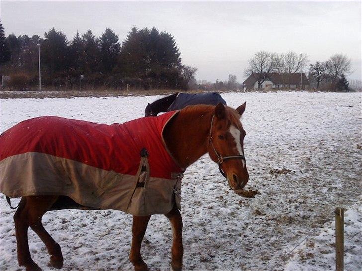 Anden særlig race Blundy billede 9