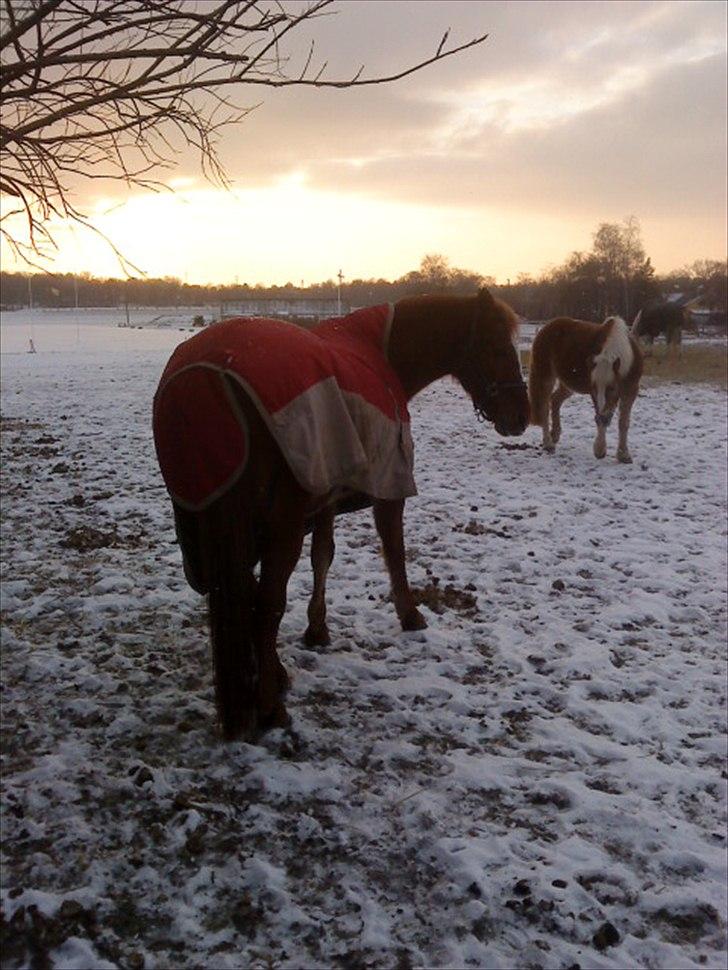 Anden særlig race Blundy billede 10