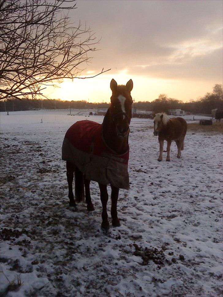 Anden særlig race Blundy billede 11