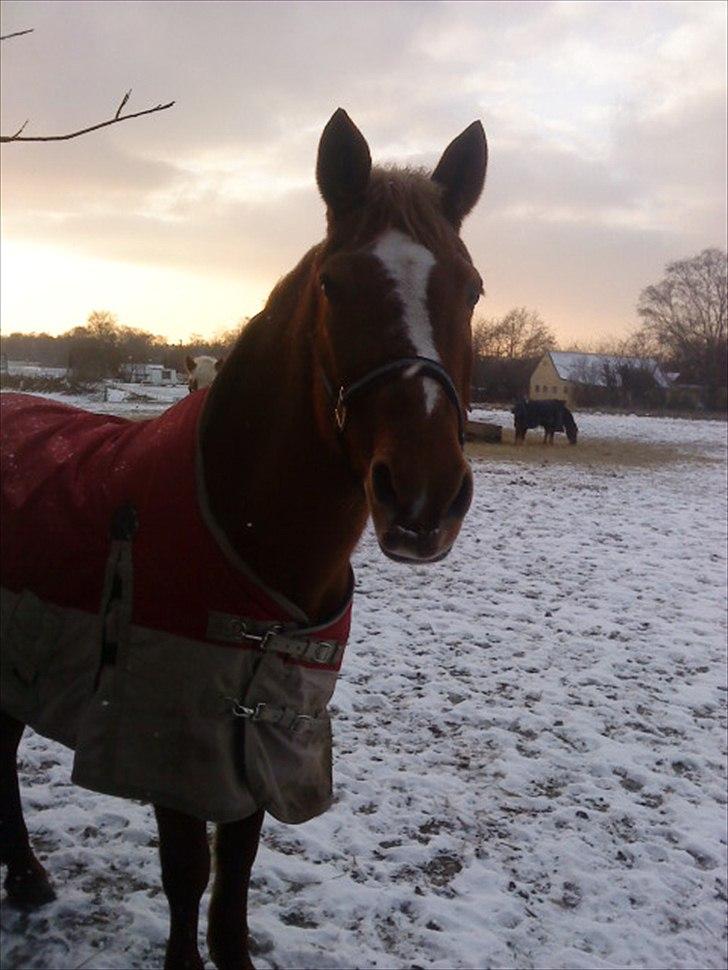 Anden særlig race Blundy billede 12