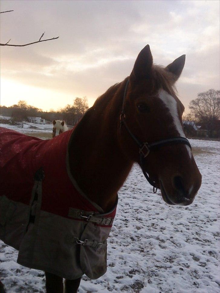 Anden særlig race Blundy billede 13