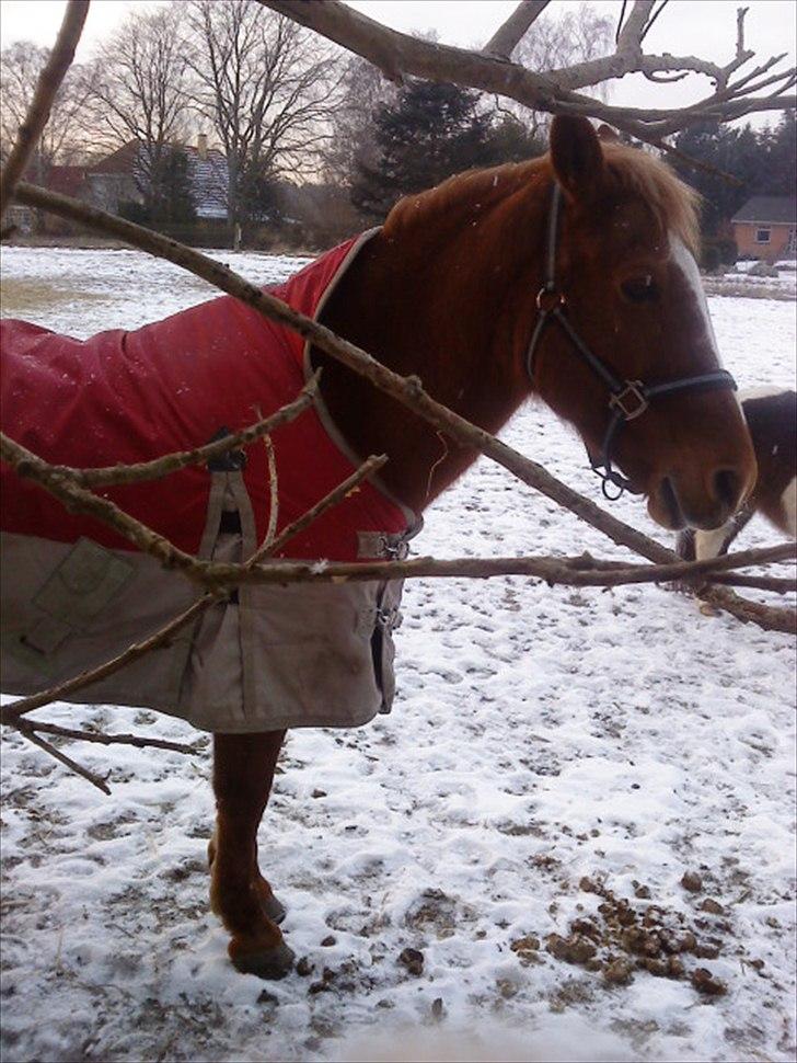 Anden særlig race Blundy billede 14