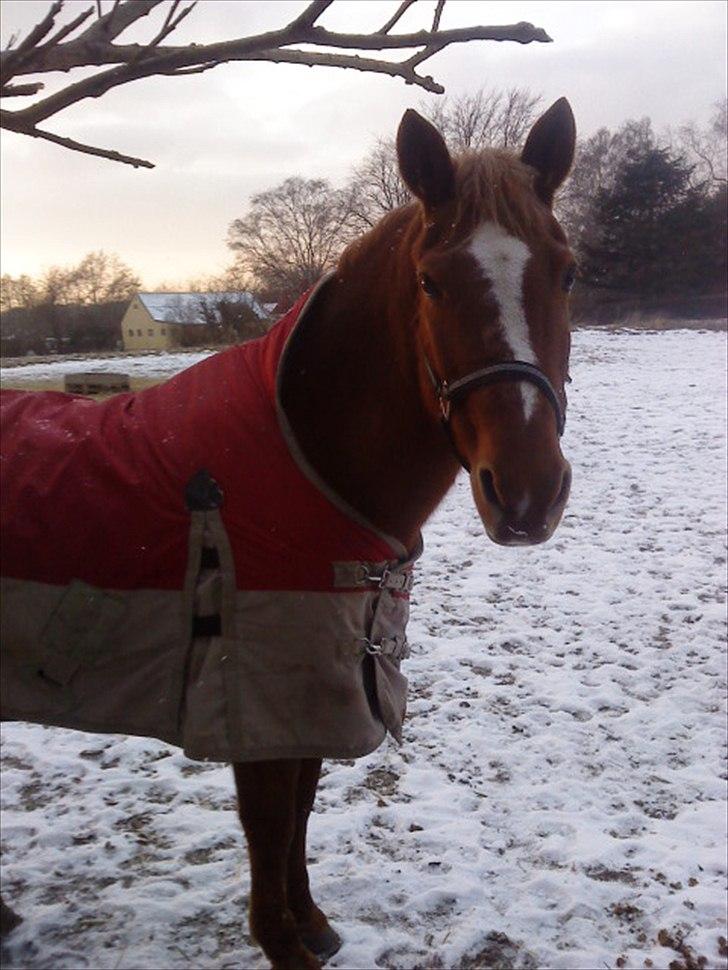 Anden særlig race Blundy billede 15