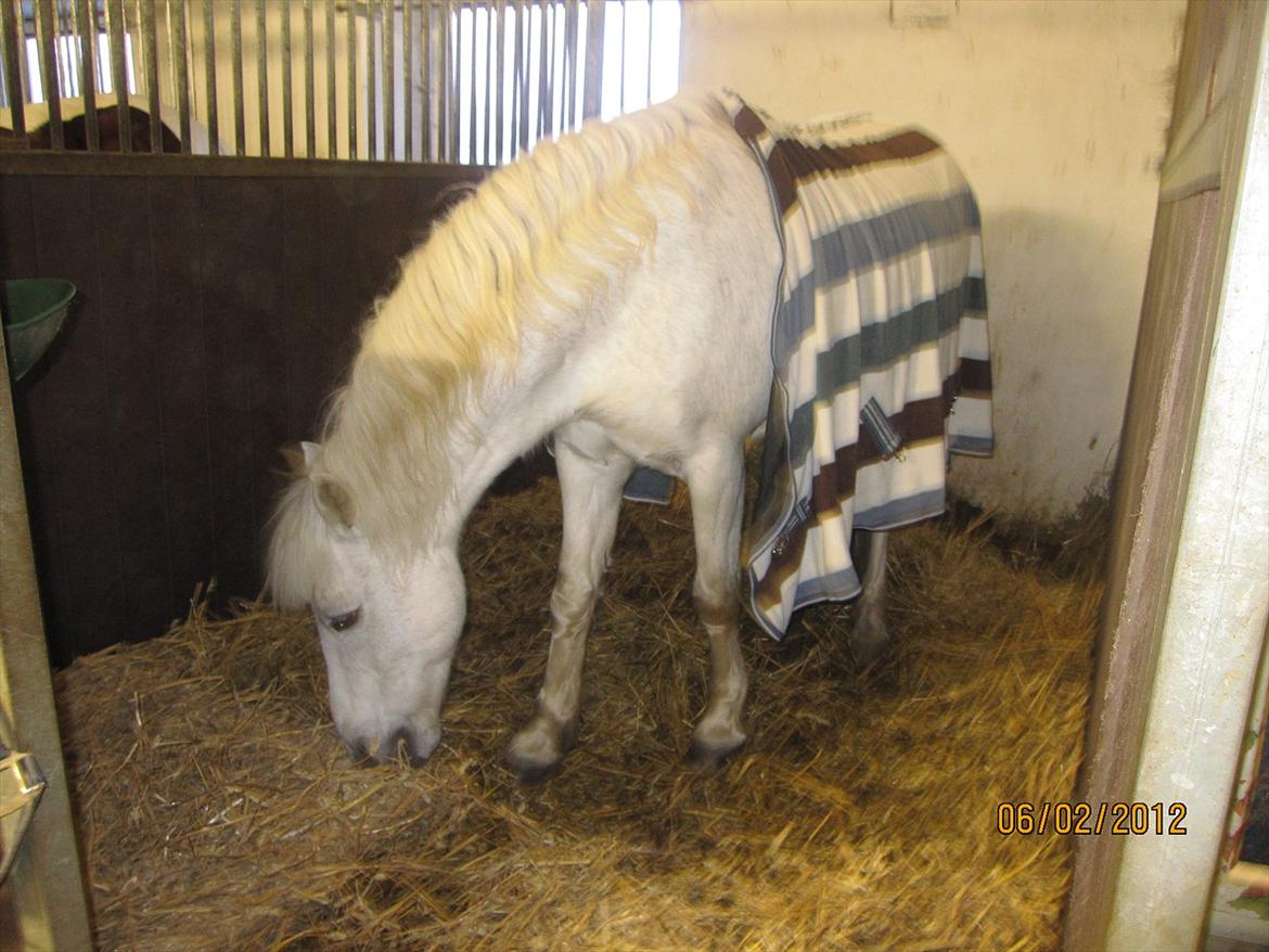 Anden særlig race Cornelius billede 5