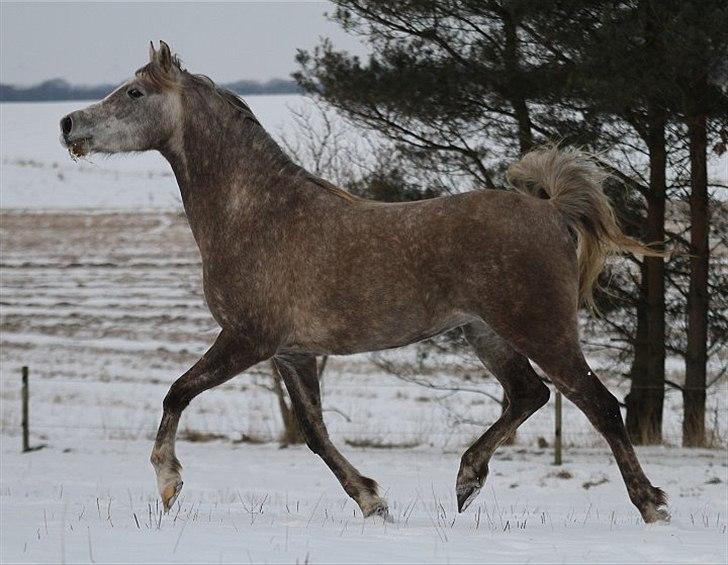 Arabisk fuldblod (OX) Sakina Zakaria - SOLGT - billede 5