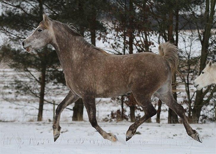 Arabisk fuldblod (OX) Sakina Zakaria - SOLGT - billede 6