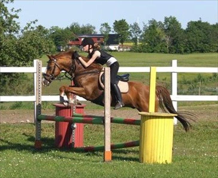 New Forest Snoepie (Lama) - Opvarmning inden springtræning ved Lars Fedder! billede 9