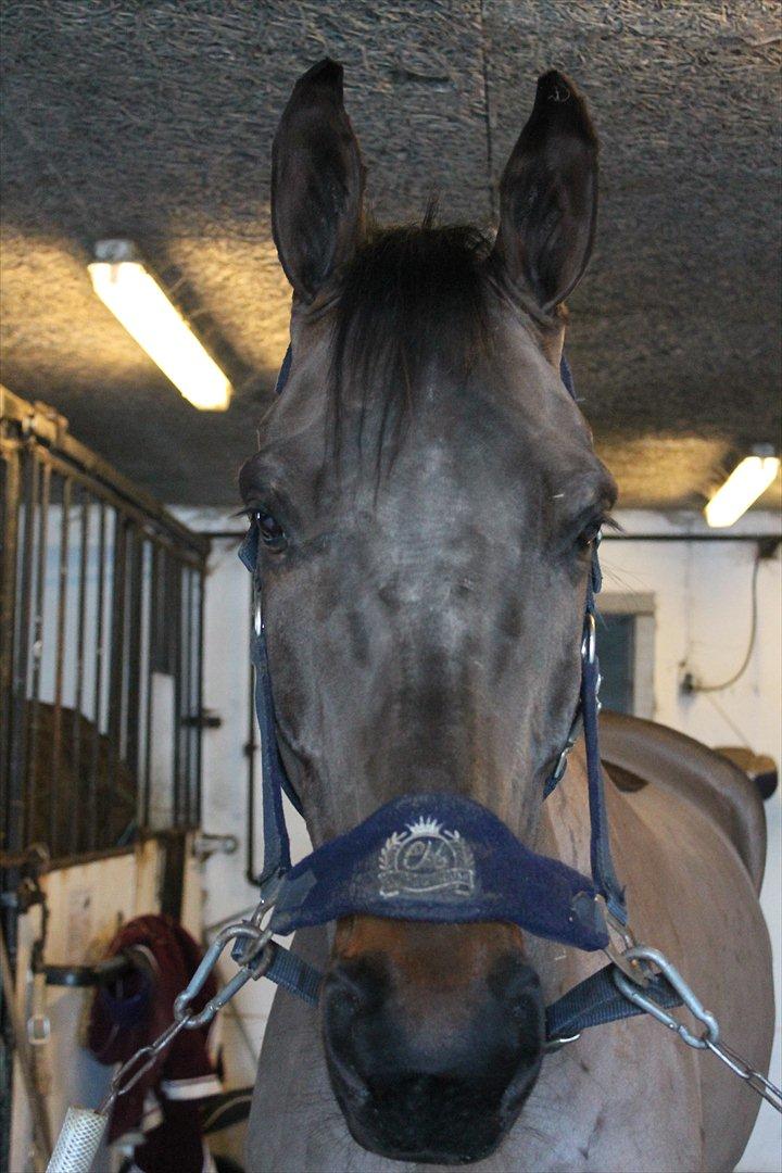 Dansk Varmblod Cawin Imhoff billede 5