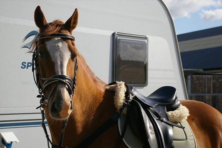 New Forest Snoepie (Lama) - Snoepie på Trænings lejr  v/ Lars Fedder billede 10