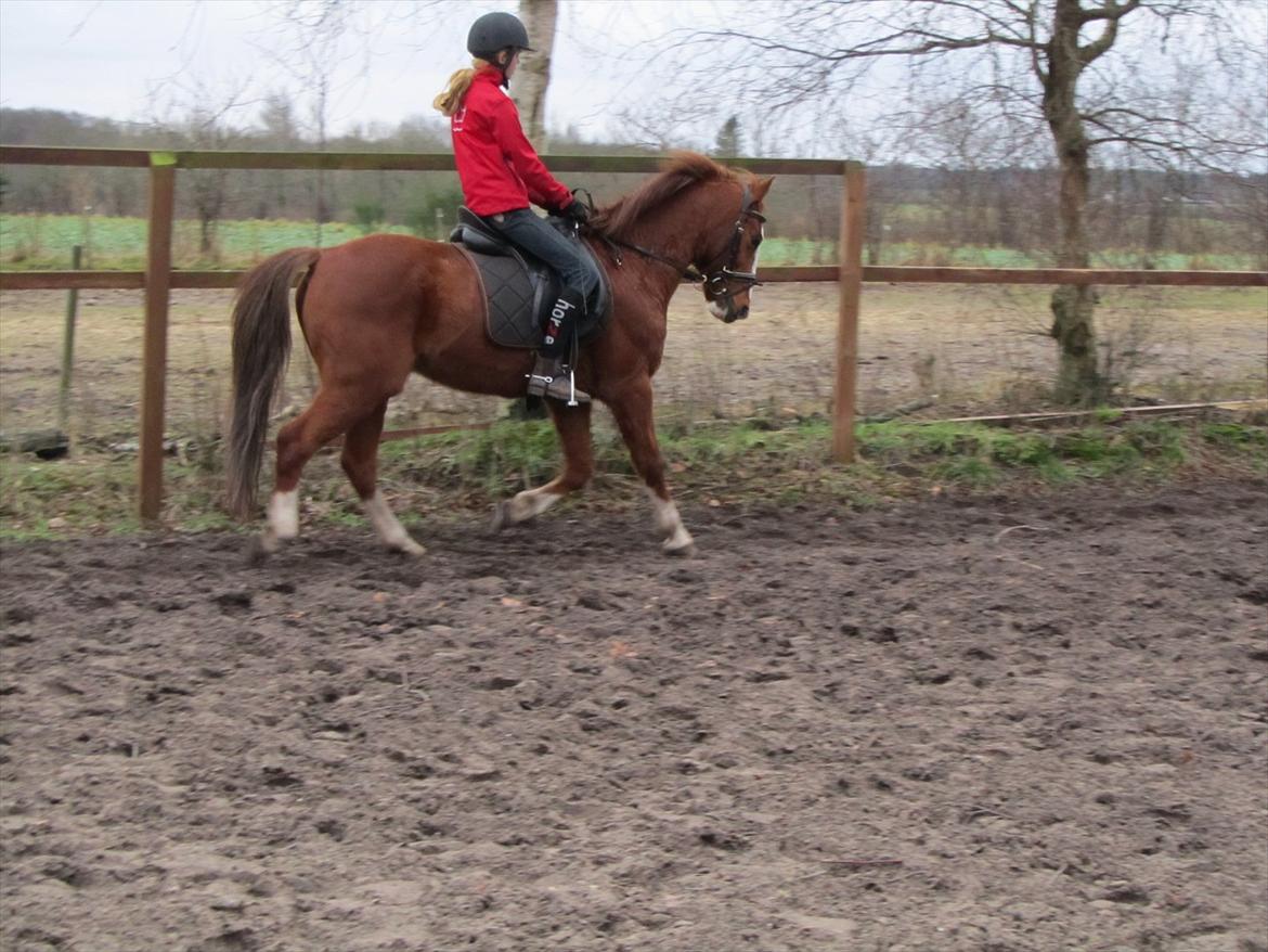 New Forest Snoepie (Lama) - December Træning
- Team Skov billede 11