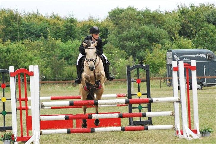 Irsk Sportspony Maam Boy<3 billede 14