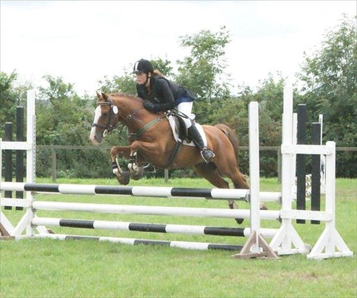 New Forest Snoepie (Lama) - Snoepie Med Tidl Ejer!
Her i LA** billede 12