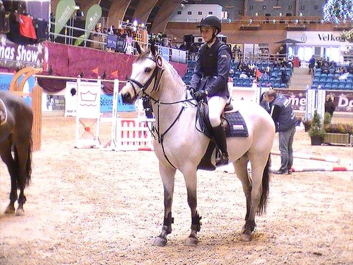 Irsk Sportspony Maam Boy<3 billede 15