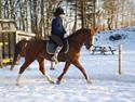 Hollandsk Sportspony Vos