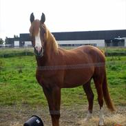 Arabisk fuldblod (OX) Rustam Ox 4168