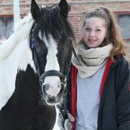 Irish Cob Mars <3 | Mit liv. <3 | 