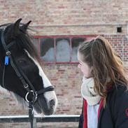 Irish Cob Mars <3 | Mit liv. <3 | 